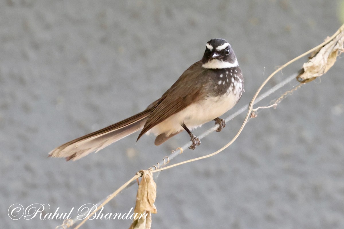Spot-breasted Fantail - ML620141069