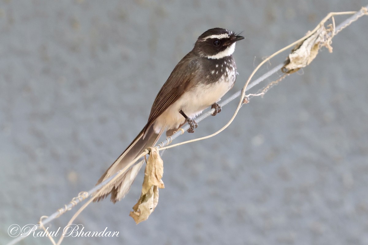 Spot-breasted Fantail - ML620141071