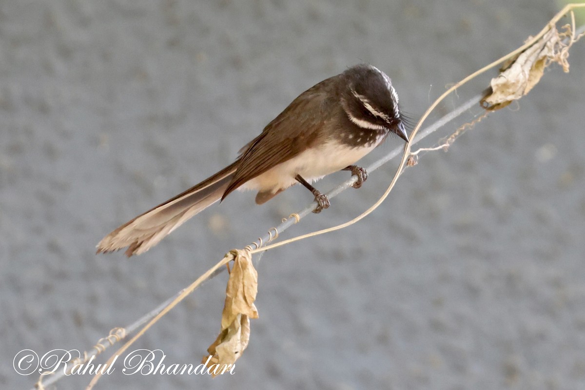 Spot-breasted Fantail - ML620141072