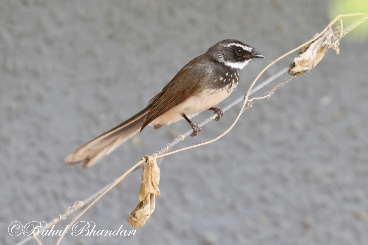 Spot-breasted Fantail - ML620141073