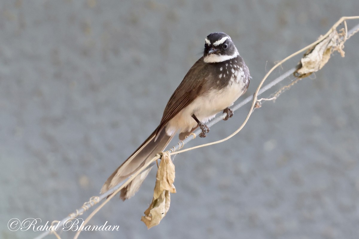 Spot-breasted Fantail - ML620141074