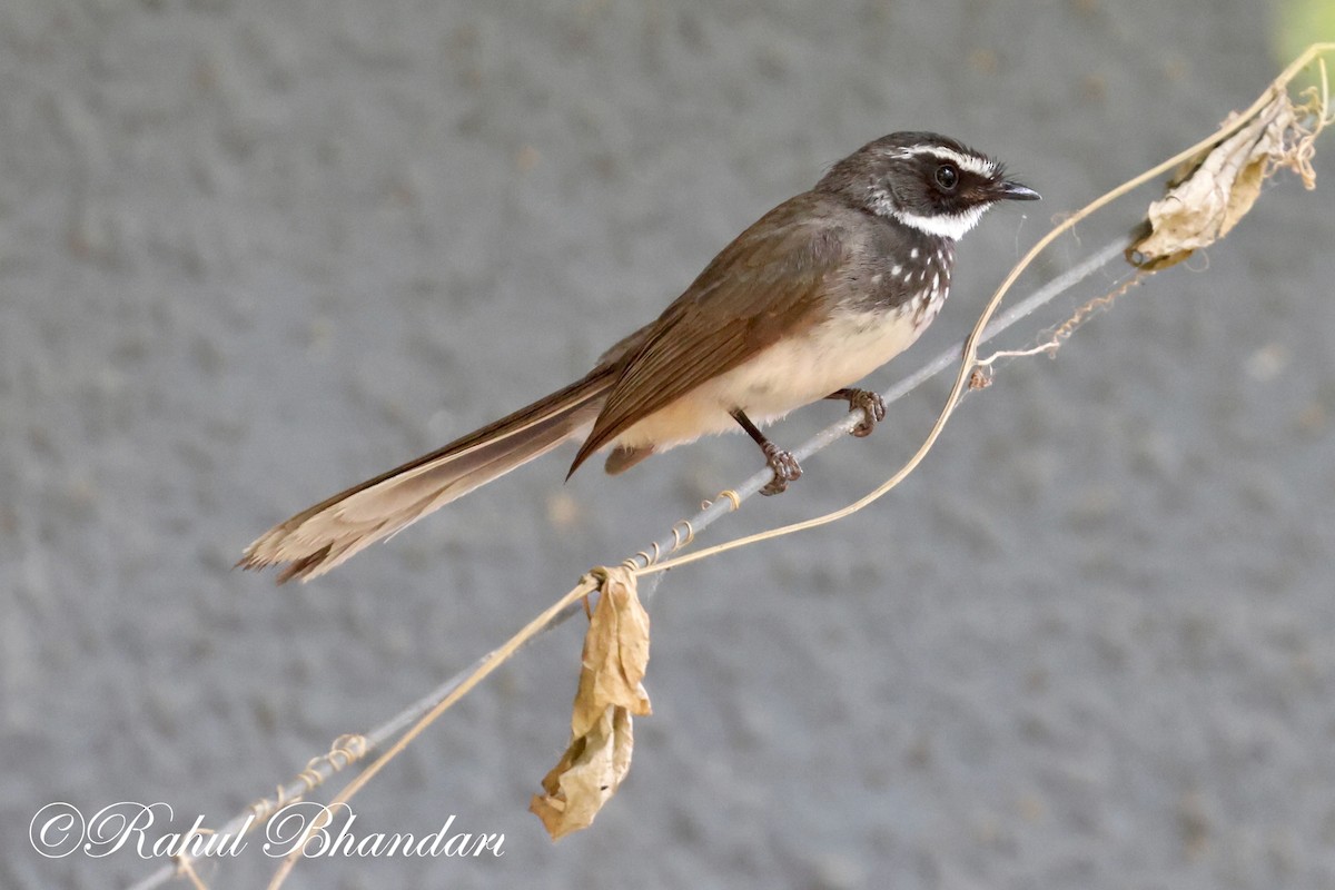 Spot-breasted Fantail - ML620141075