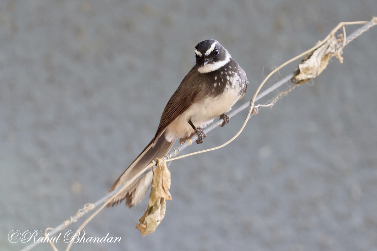 Spot-breasted Fantail - ML620141076