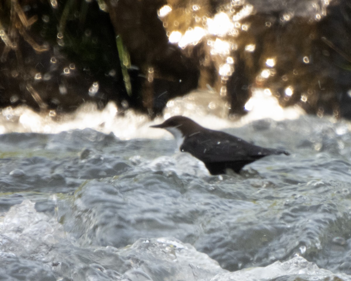 White-throated Dipper - ML620141089