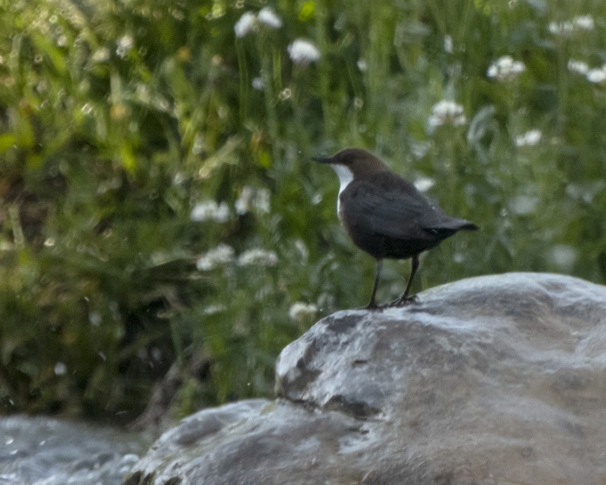 White-throated Dipper - ML620141090