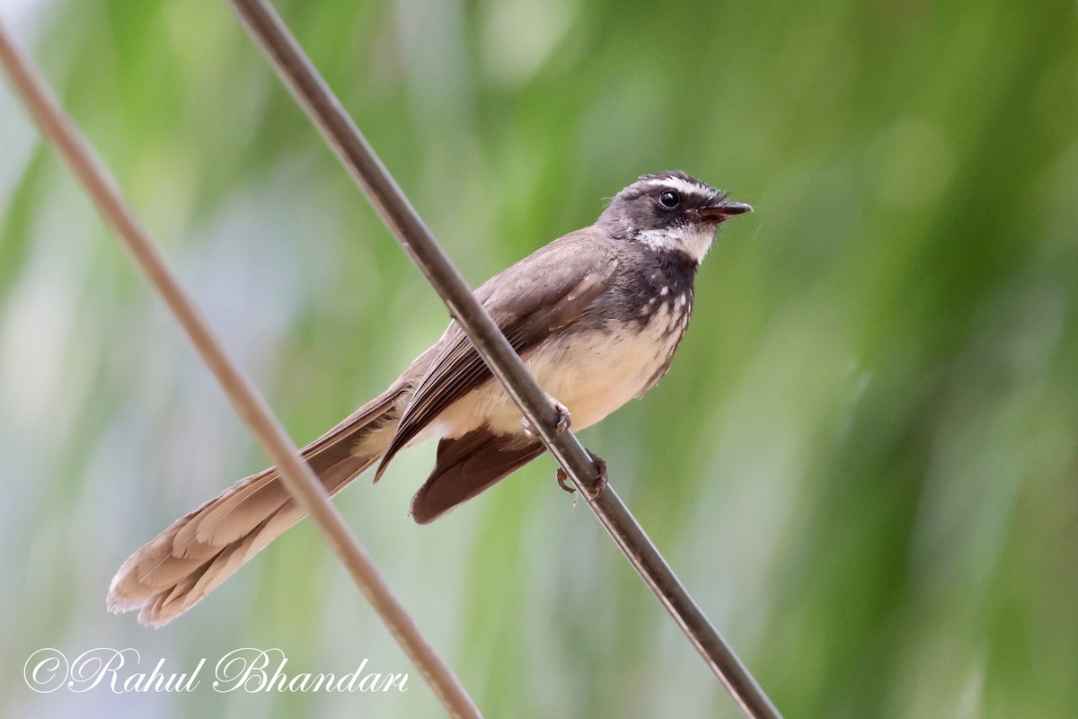 Spot-breasted Fantail - ML620141102