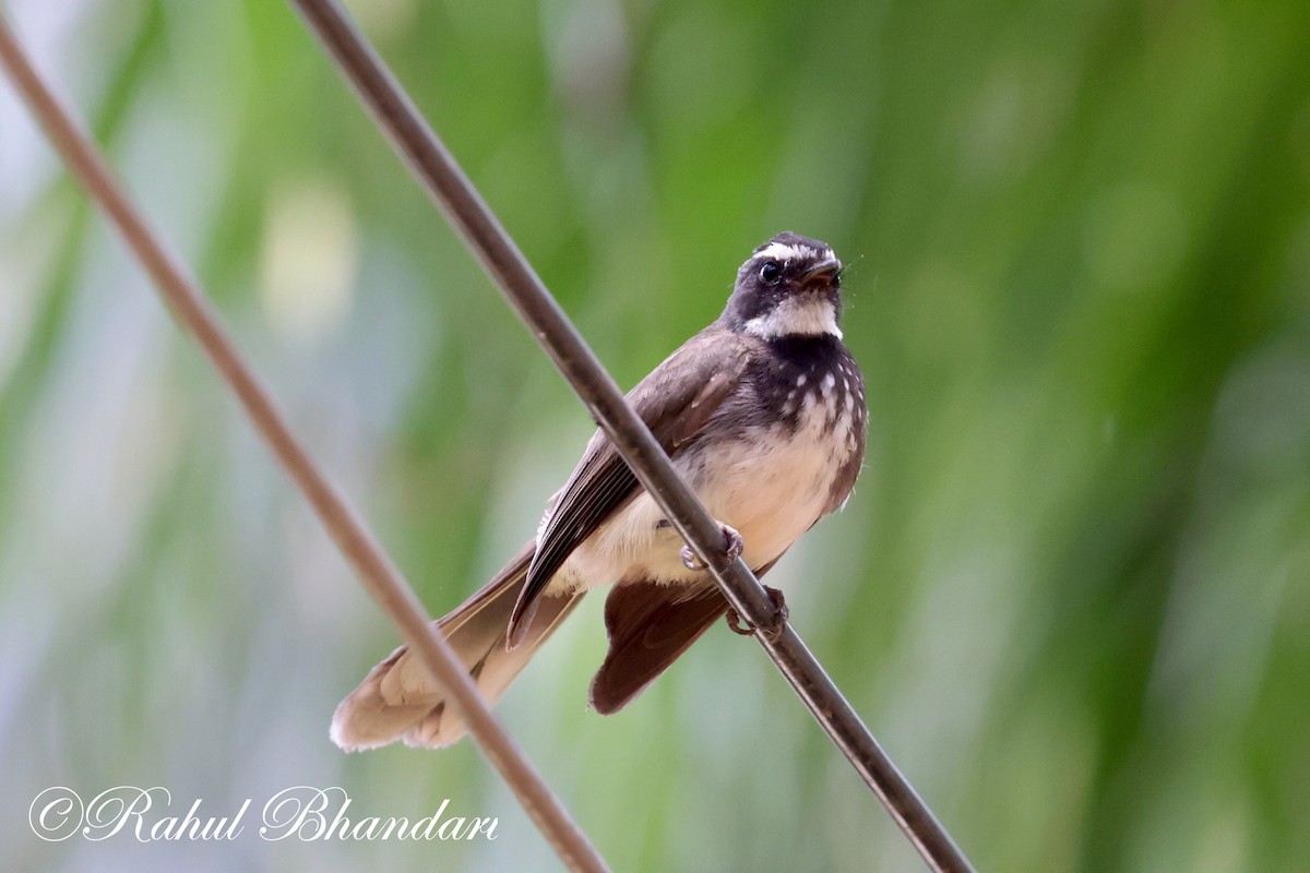 Spot-breasted Fantail - ML620141104