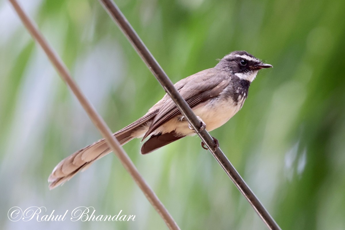 Spot-breasted Fantail - ML620141105