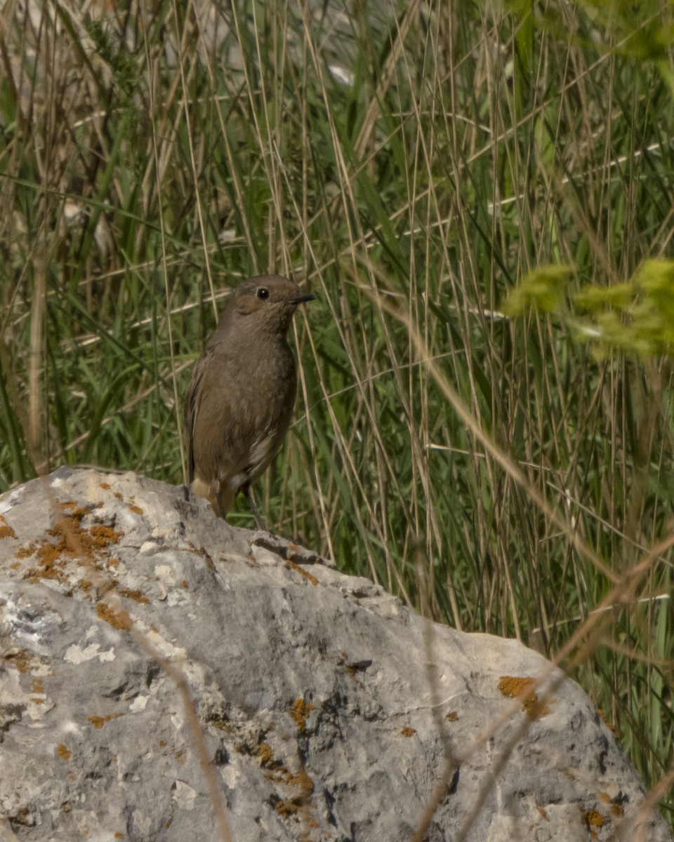 Black Redstart - ML620141107