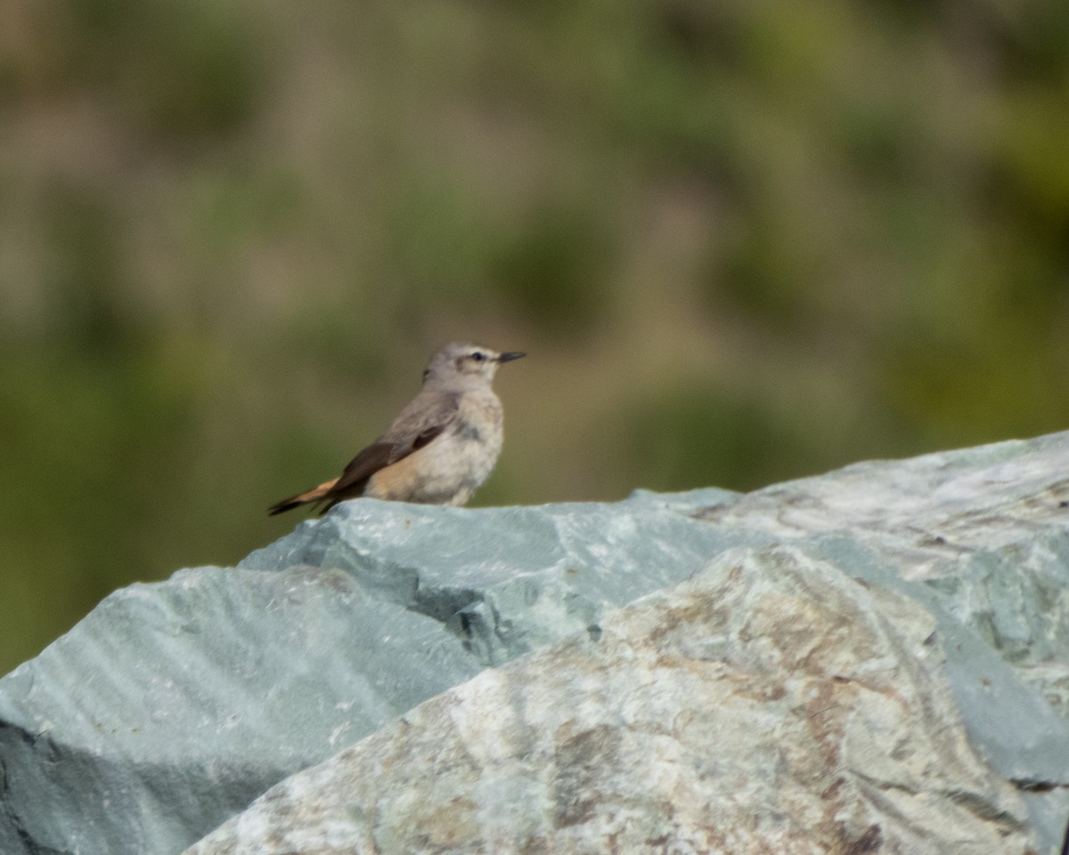 Persian Wheatear - ML620141130