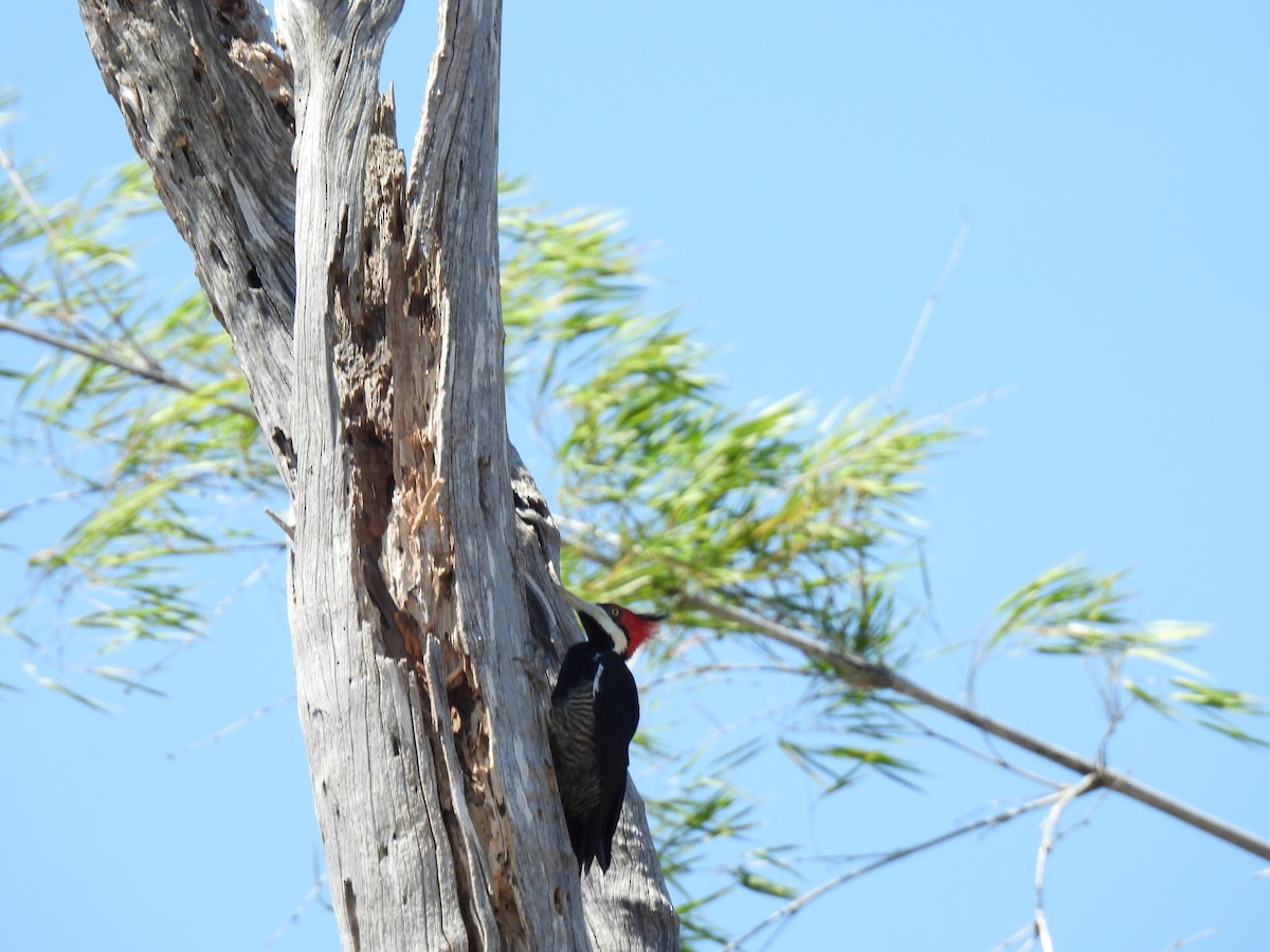 Crimson-crested Woodpecker - ML620141131
