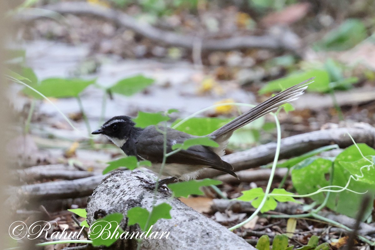 Spot-breasted Fantail - ML620141137