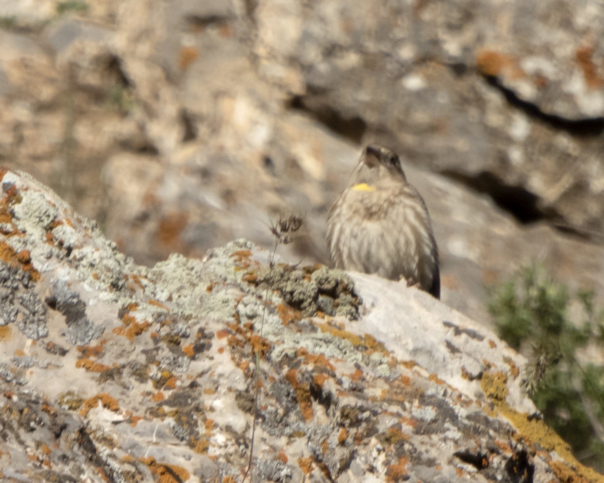 Rock Sparrow - ML620141139