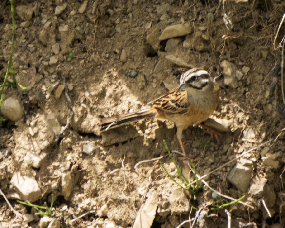 Rock Bunting - ML620141169