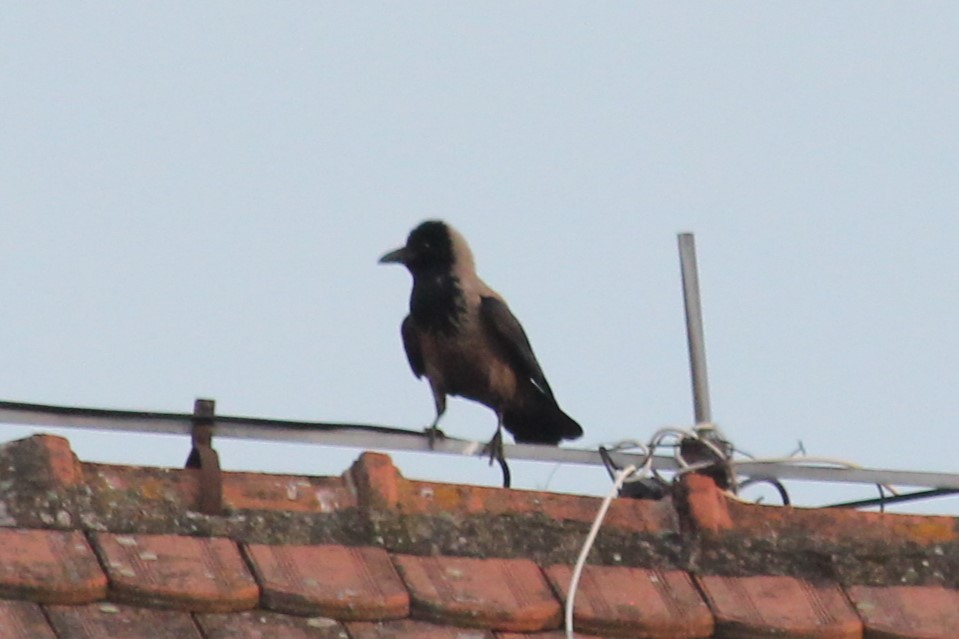 Hooded Crow - ML620141170
