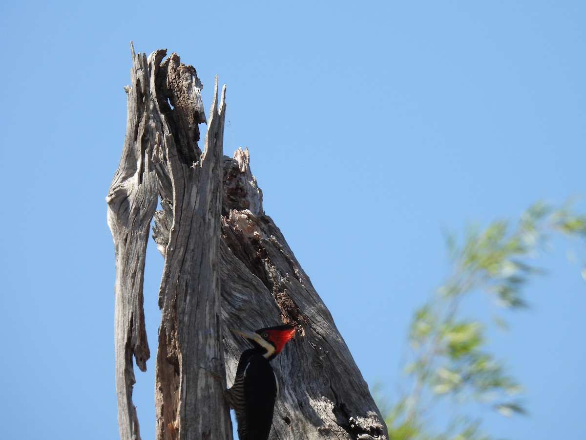 Crimson-crested Woodpecker - ML620141174