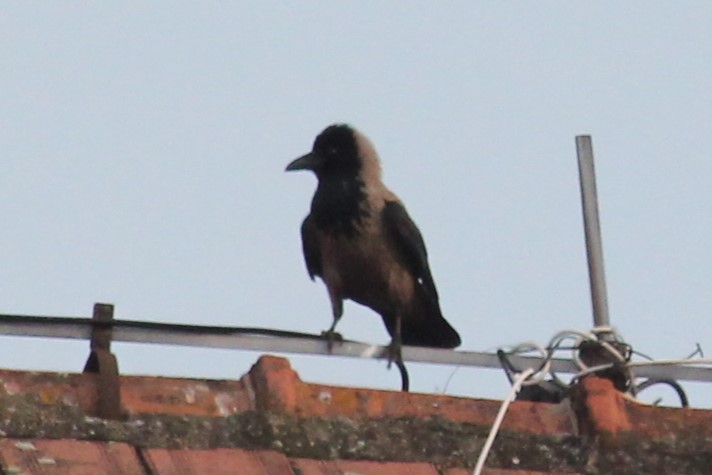 Hooded Crow - ML620141181