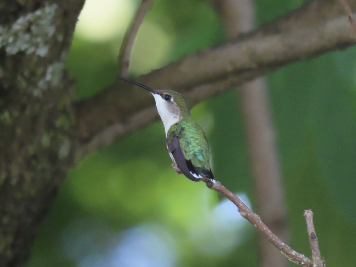 Ruby-throated Hummingbird - ML620141194