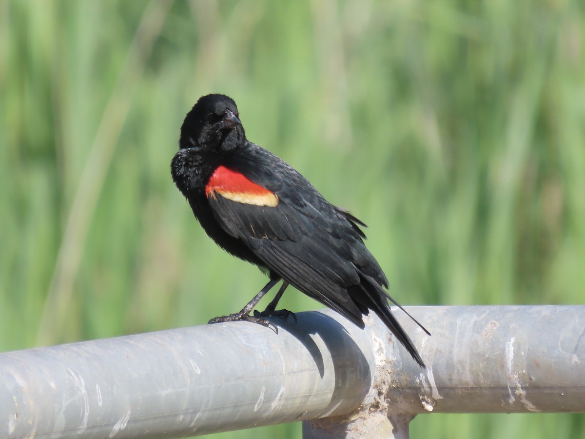 Red-winged Blackbird - ML620141209