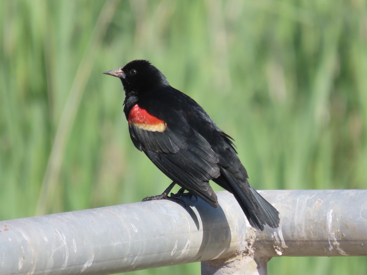 Red-winged Blackbird - ML620141210