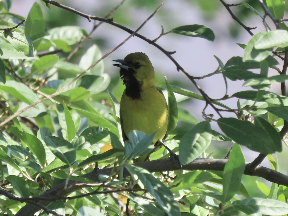 Orchard Oriole - ML620141212