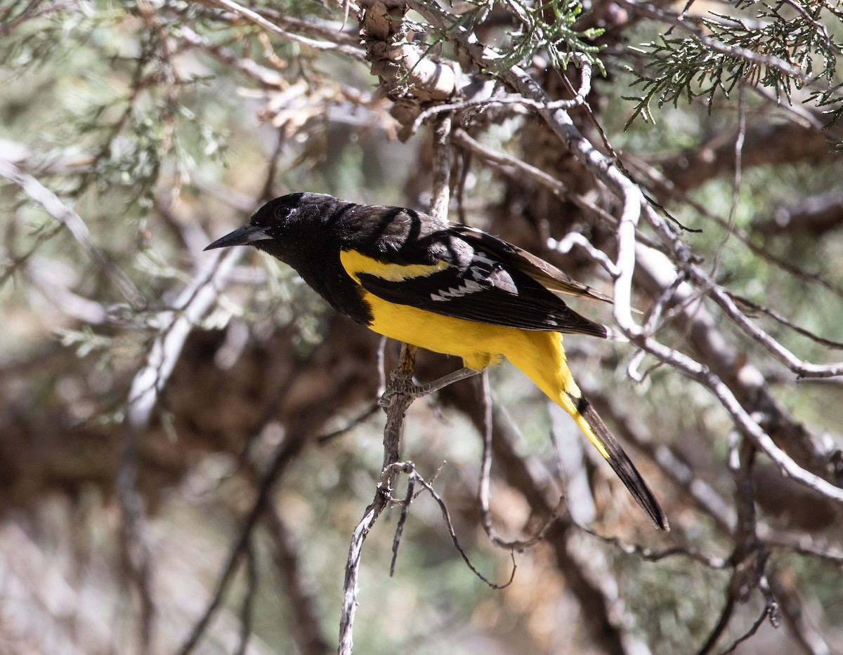 Oriole jaune-verdâtre - ML620141214