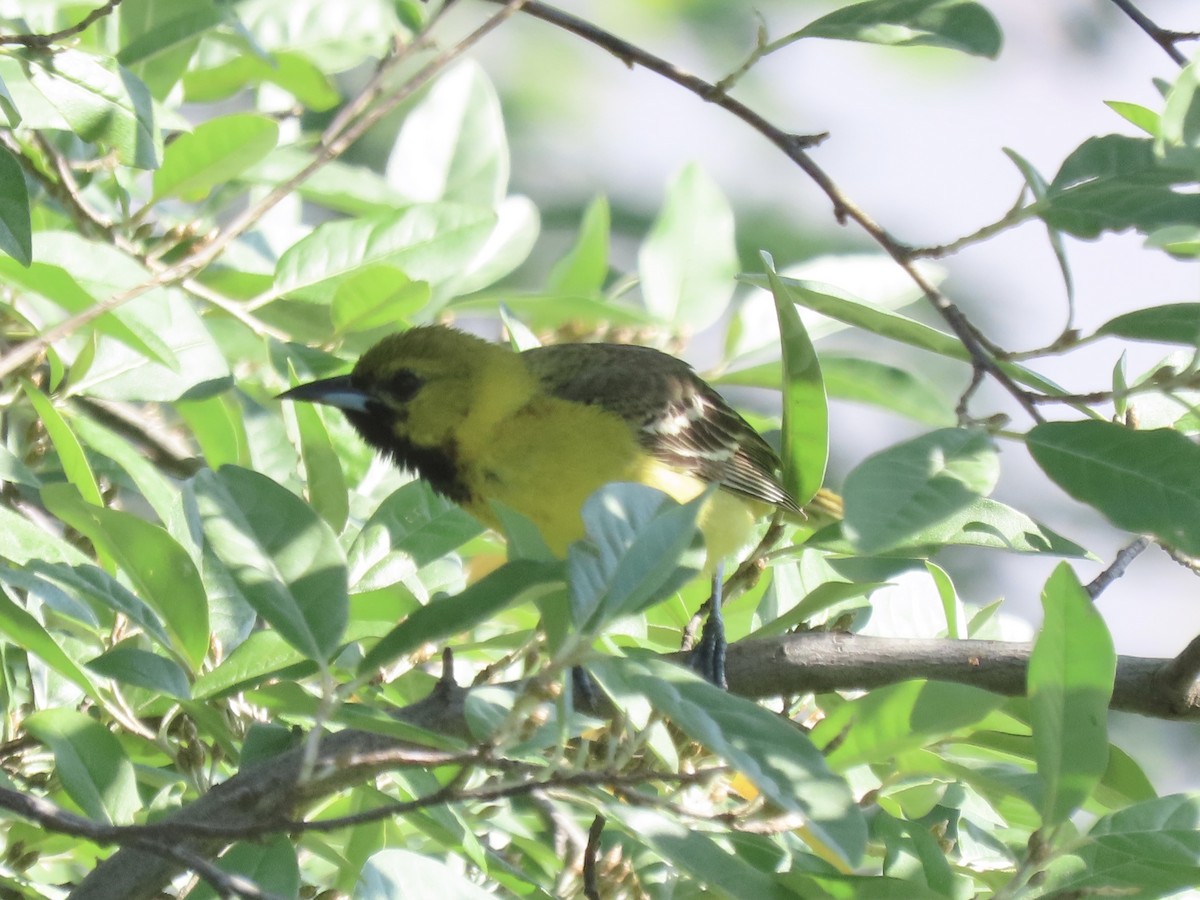 Orchard Oriole - ML620141216