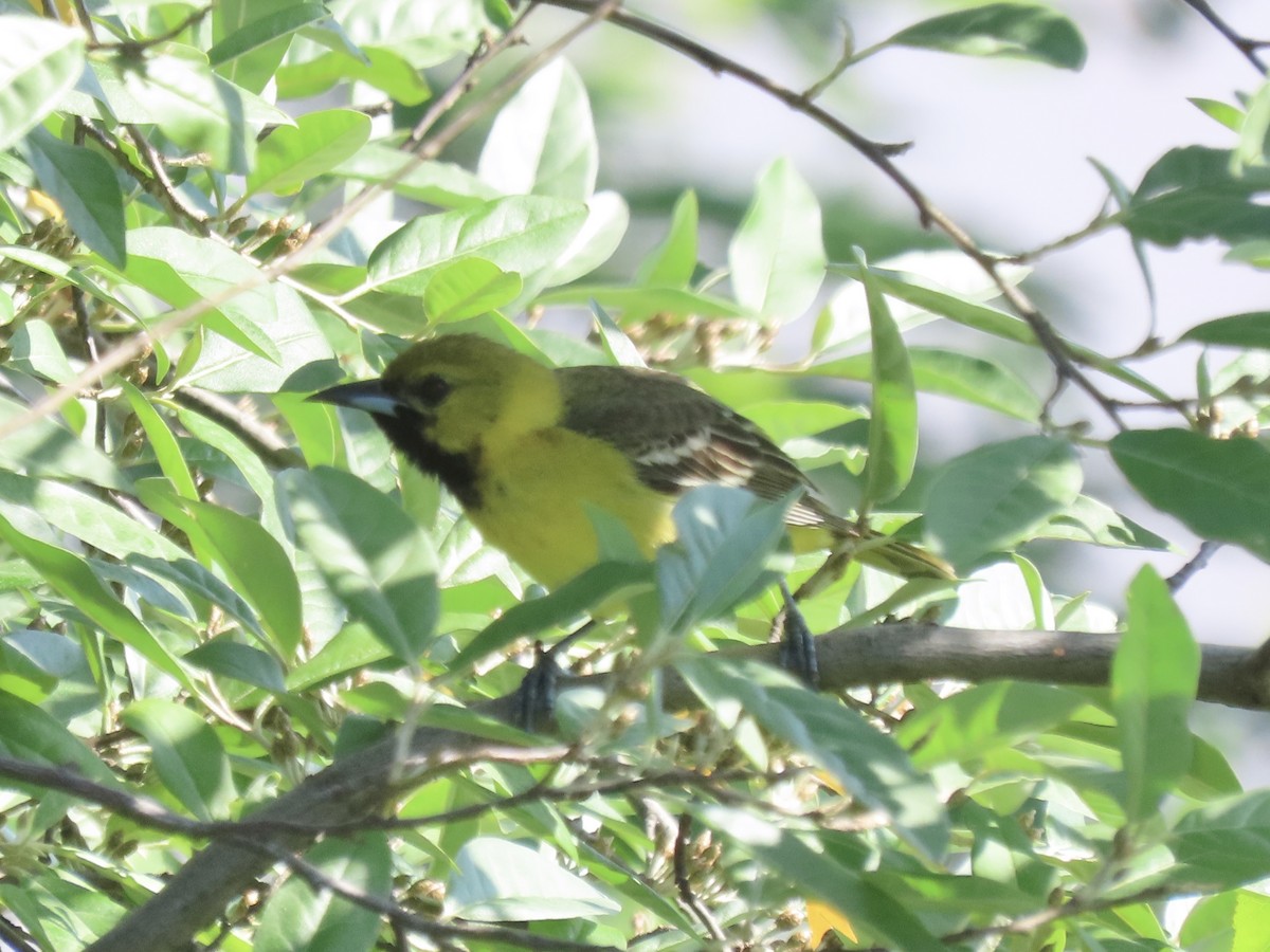 Orchard Oriole - ML620141217