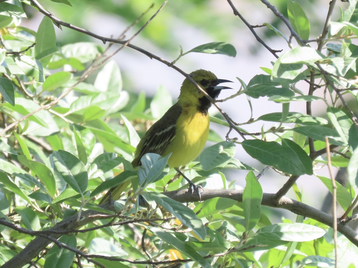 Orchard Oriole - ML620141218