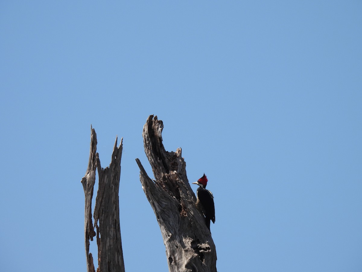 Crimson-crested Woodpecker - ML620141229