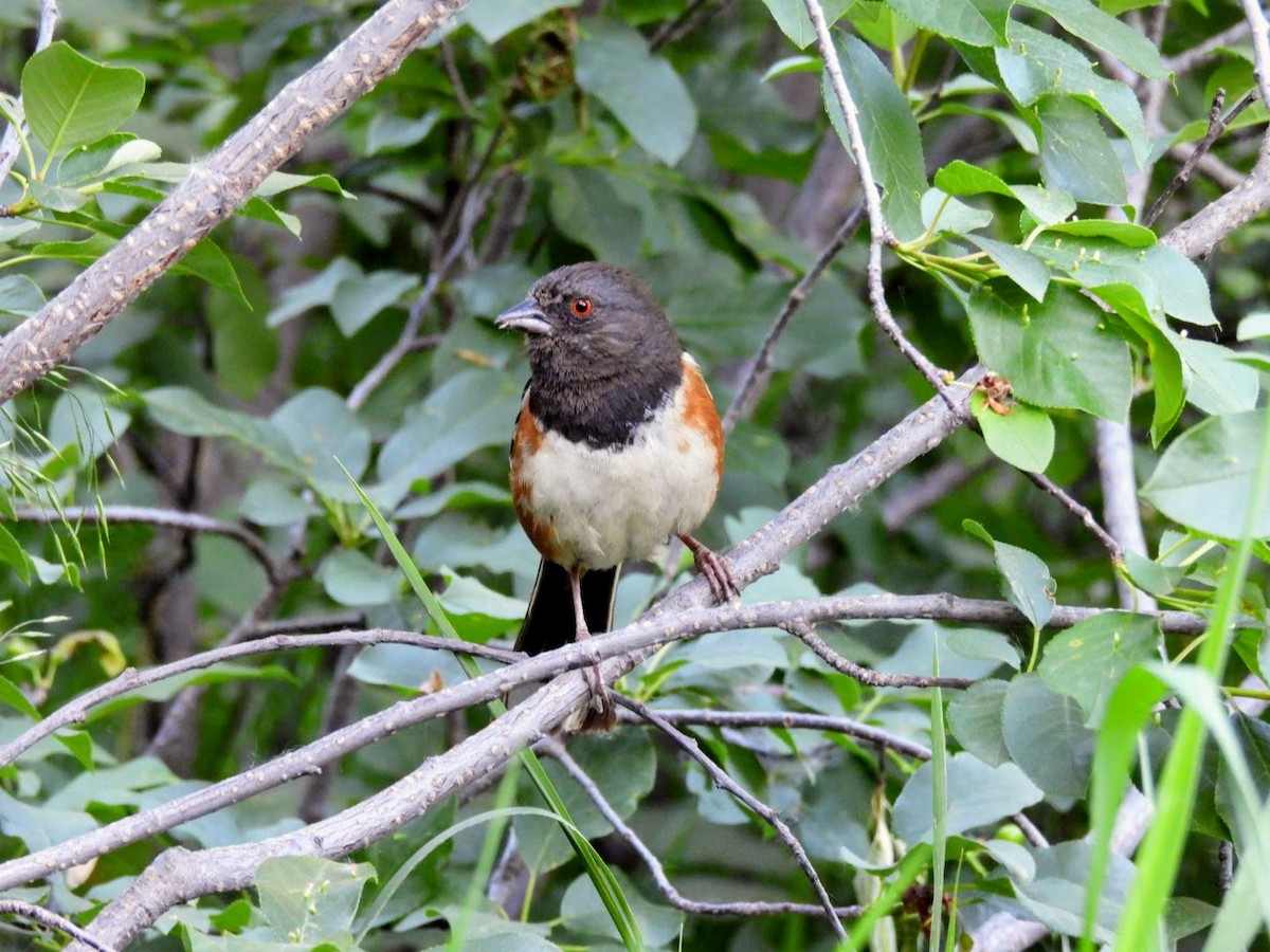 Spotted Towhee - ML620141242