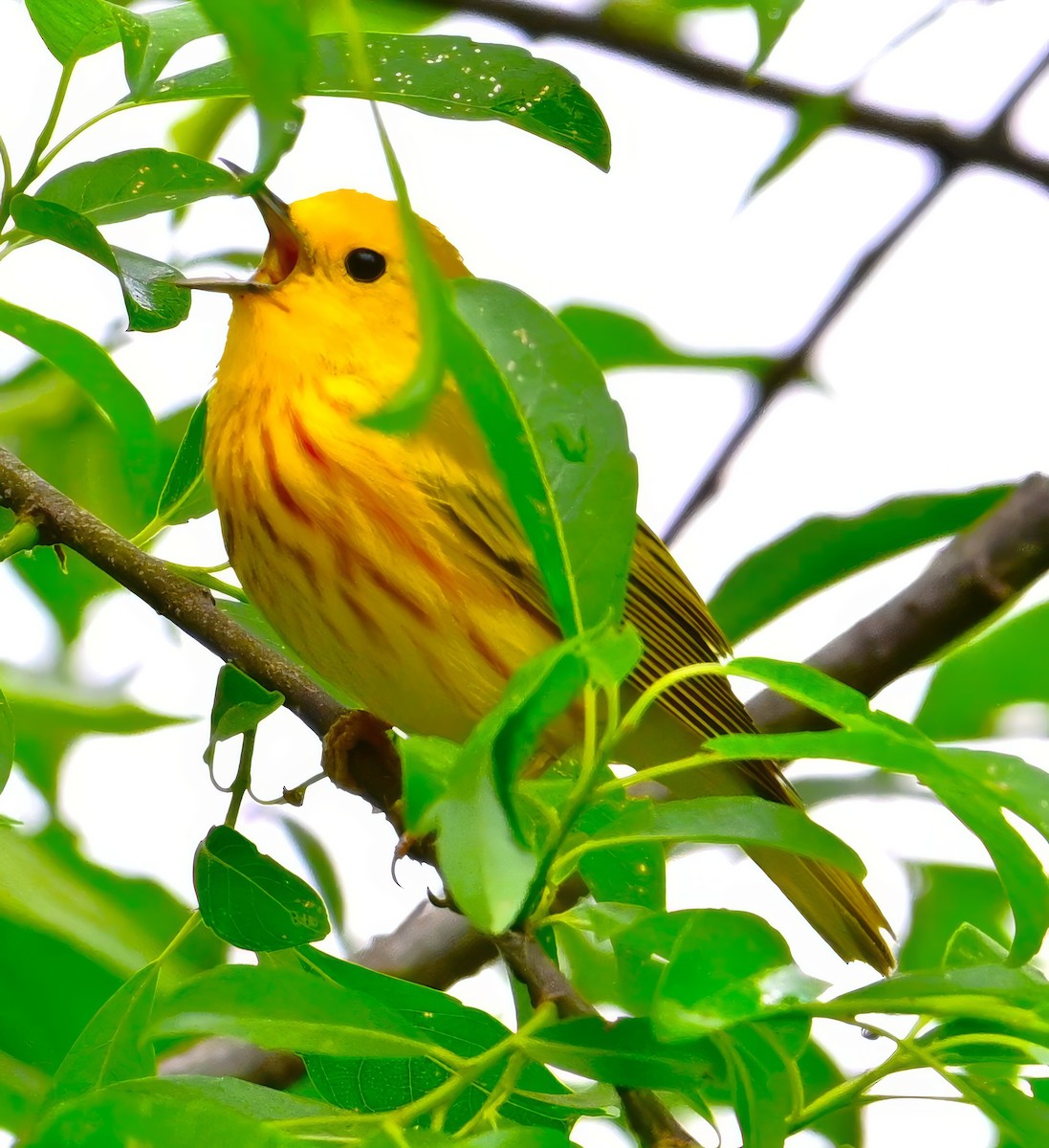 Yellow Warbler - ML620141255