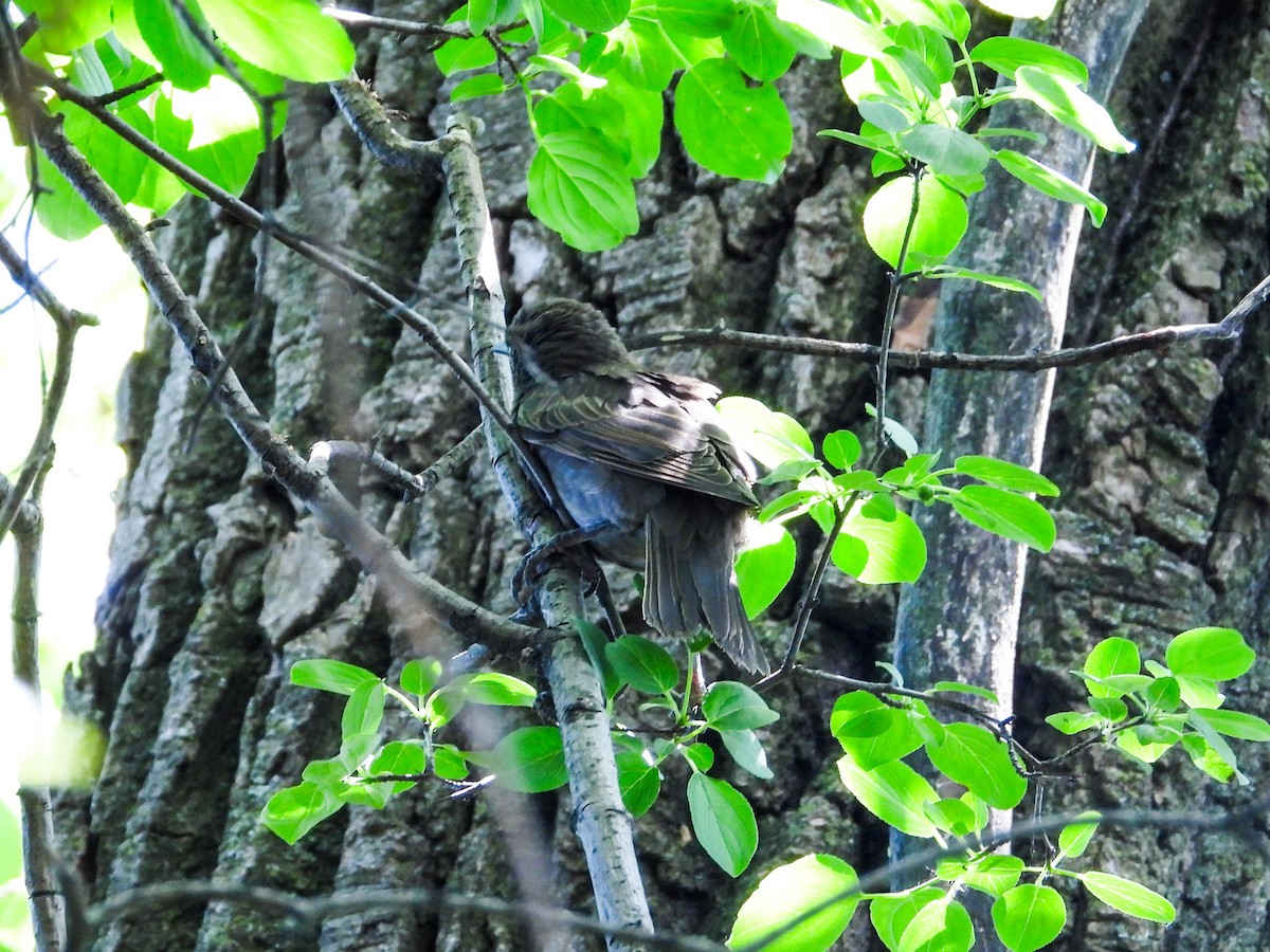 Common Grackle - ML620141276