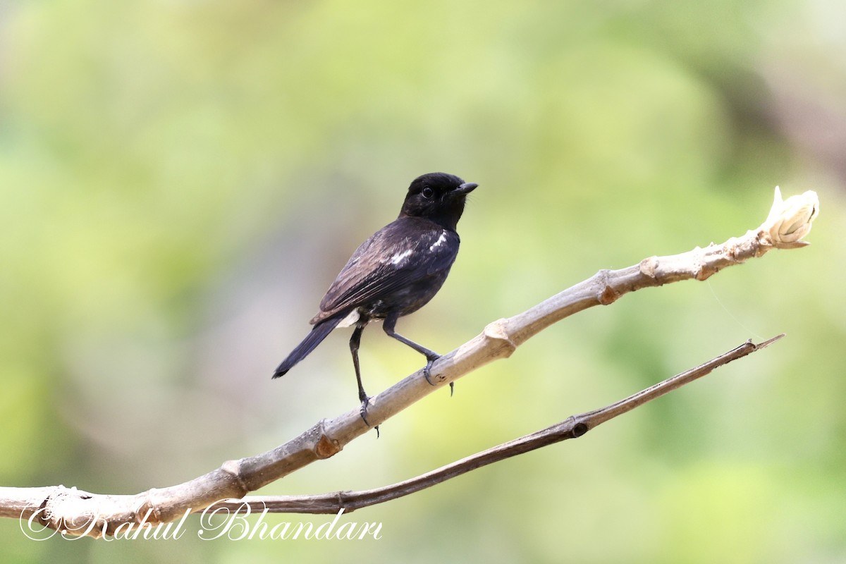 Pied Bushchat - ML620141287