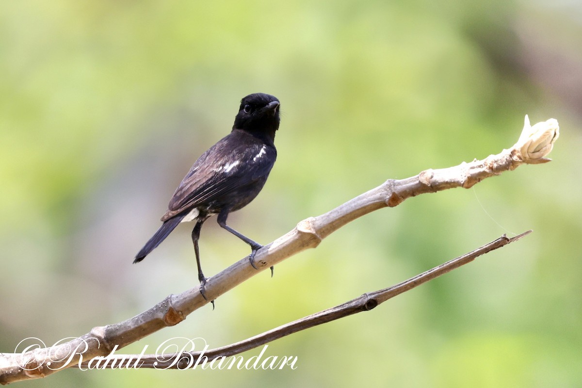 Pied Bushchat - ML620141288