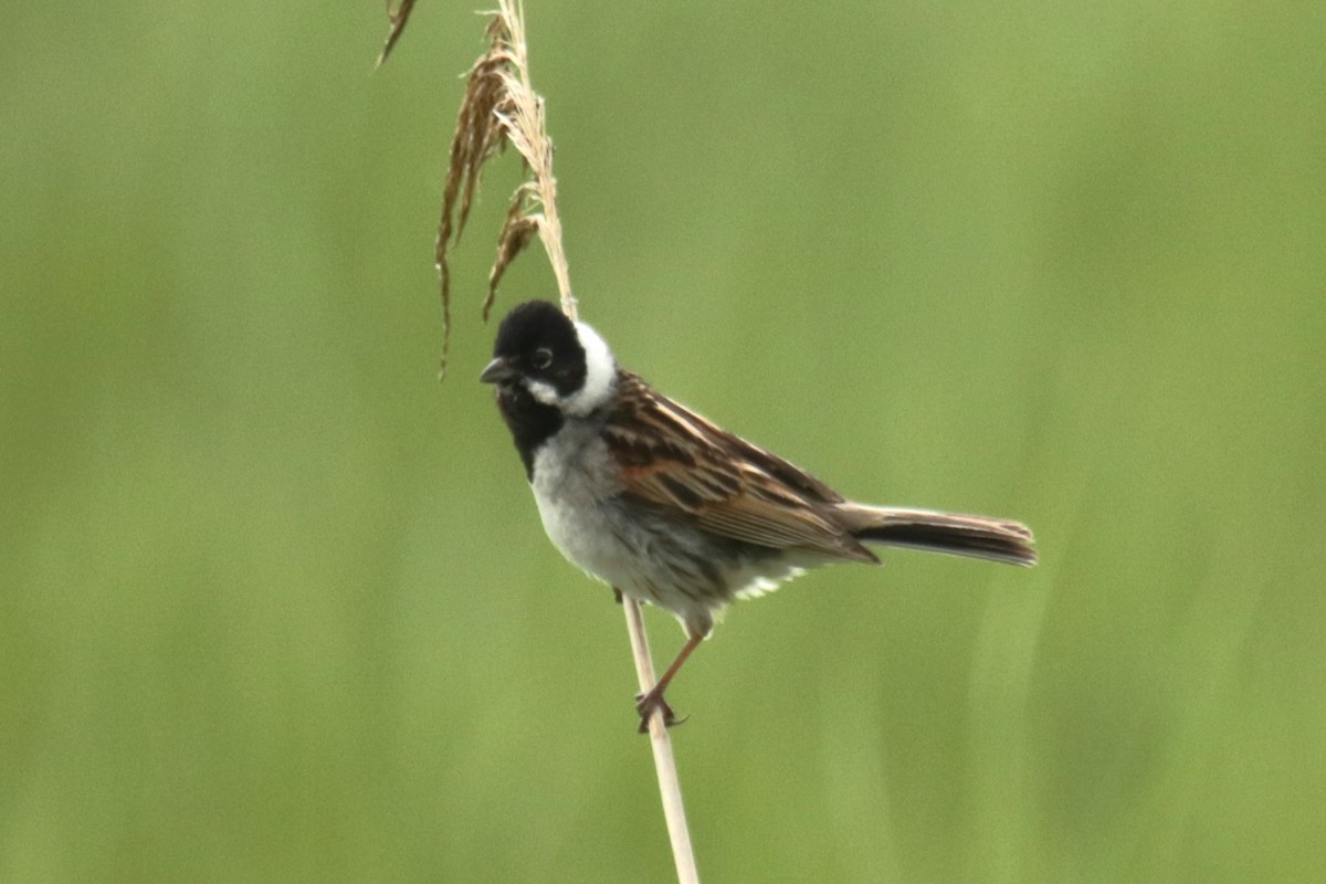 Reed Bunting - ML620141293