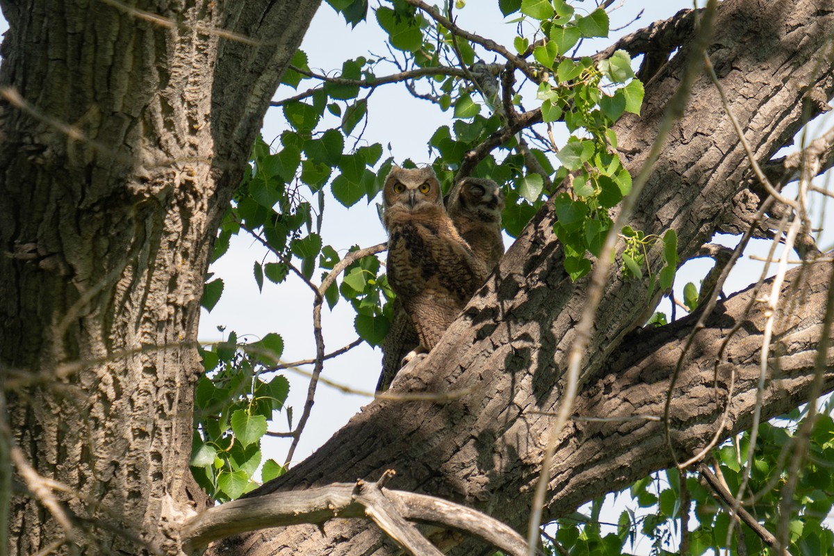 Great Horned Owl - ML620141305