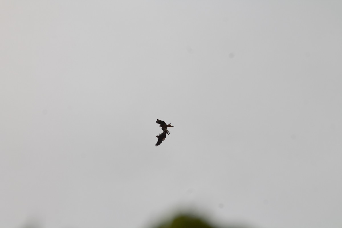 Common Buzzard - ML620141314