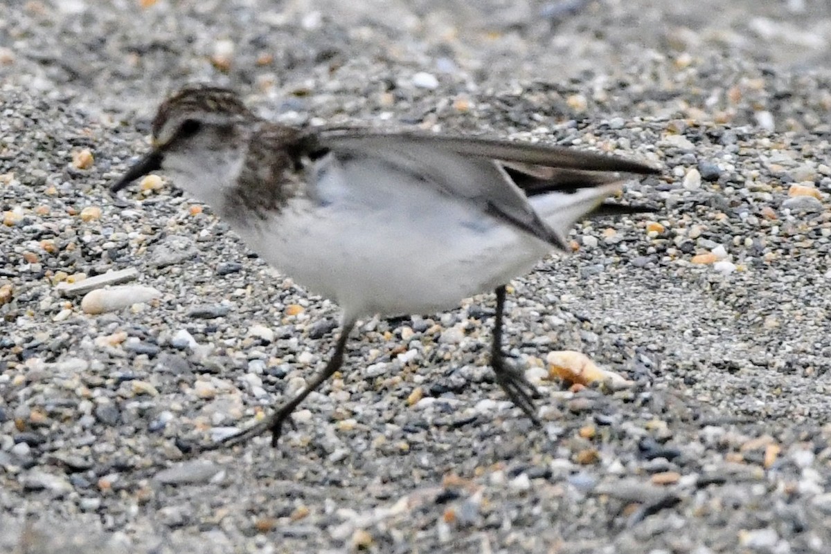 Semipalmated Sandpiper - ML620141324