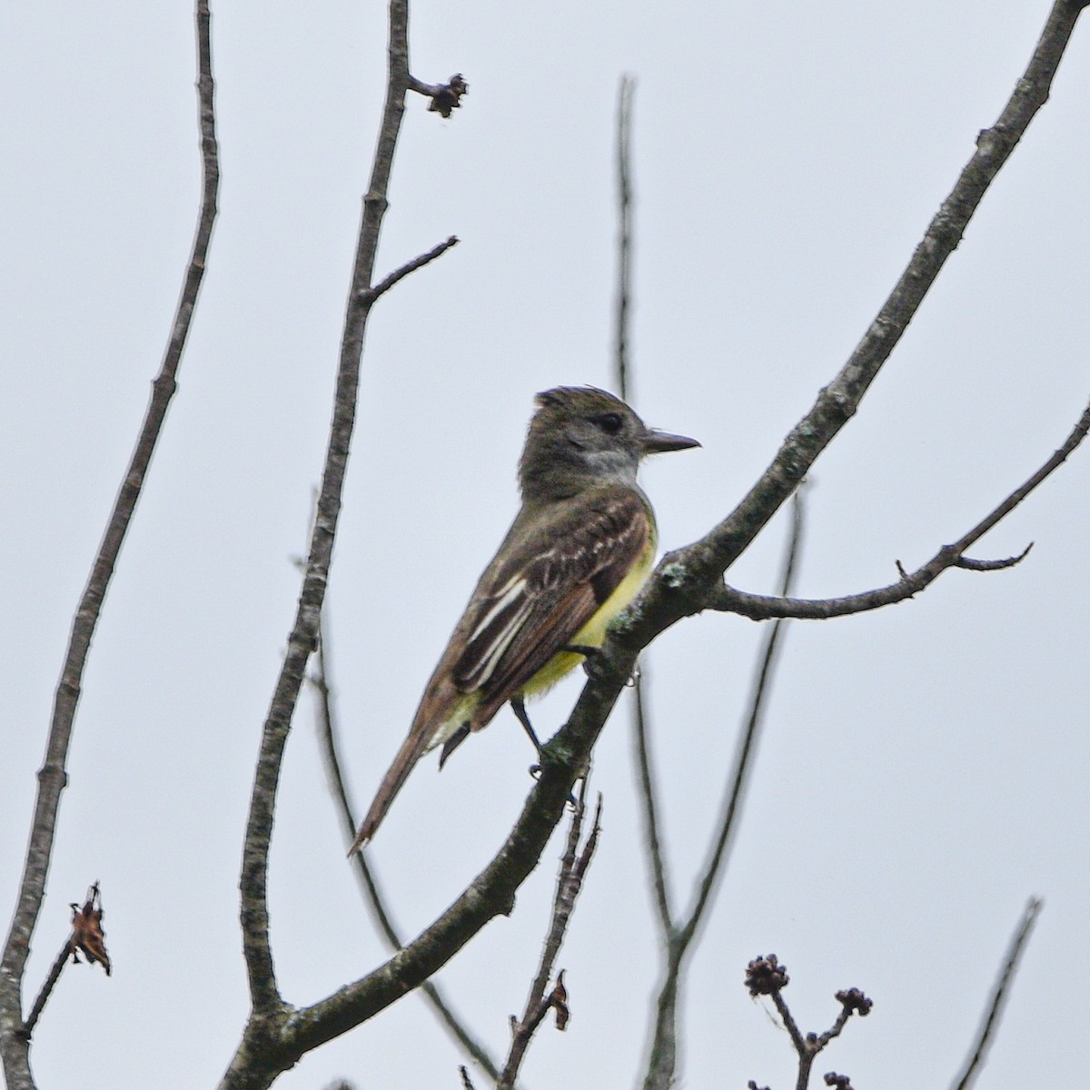 Great Crested Flycatcher - ML620141325