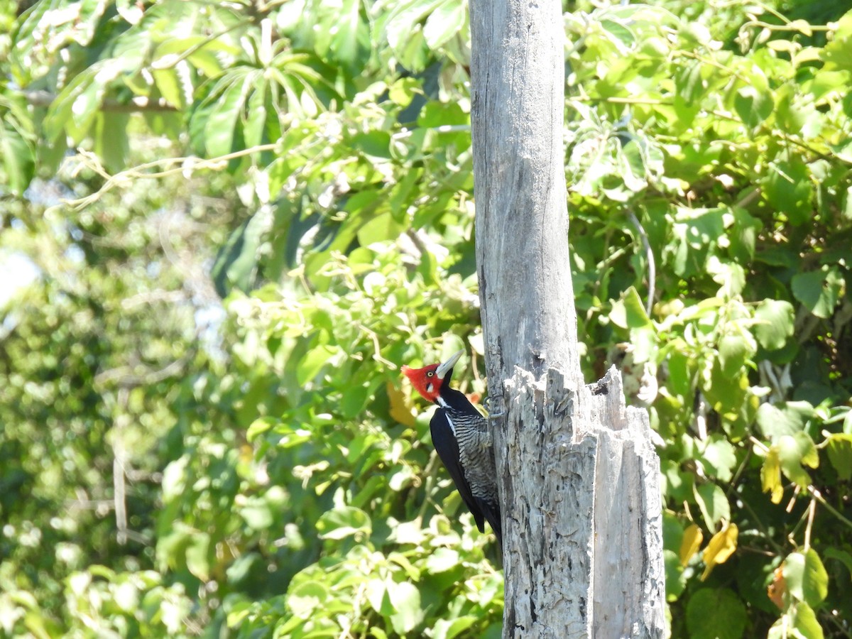 Crimson-crested Woodpecker - ML620141326