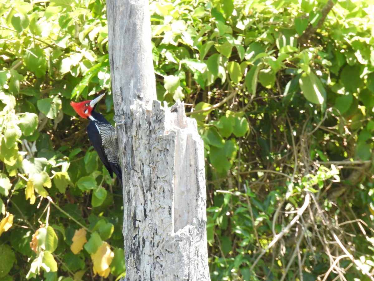 Crimson-crested Woodpecker - ML620141328