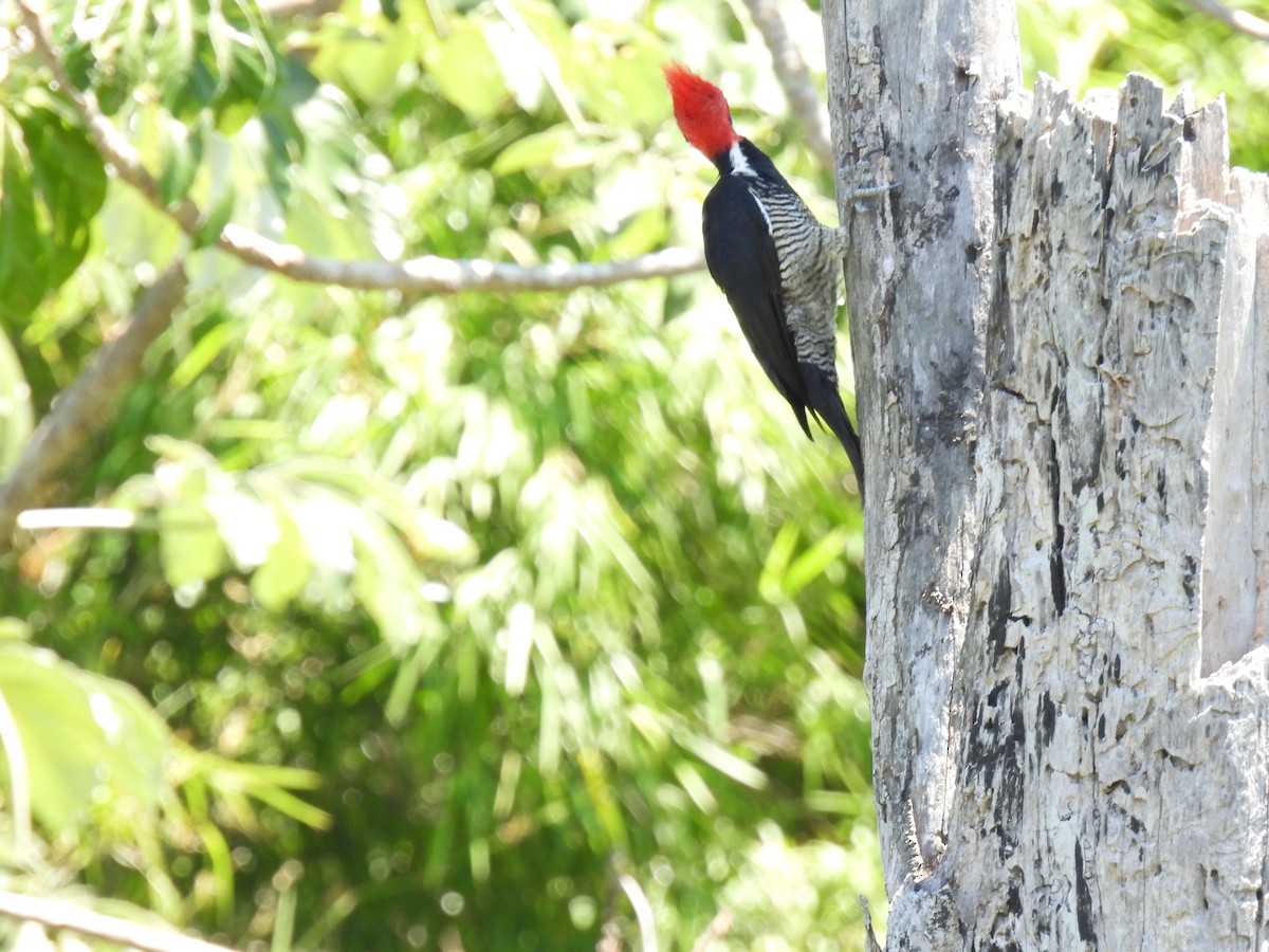 Crimson-crested Woodpecker - ML620141329