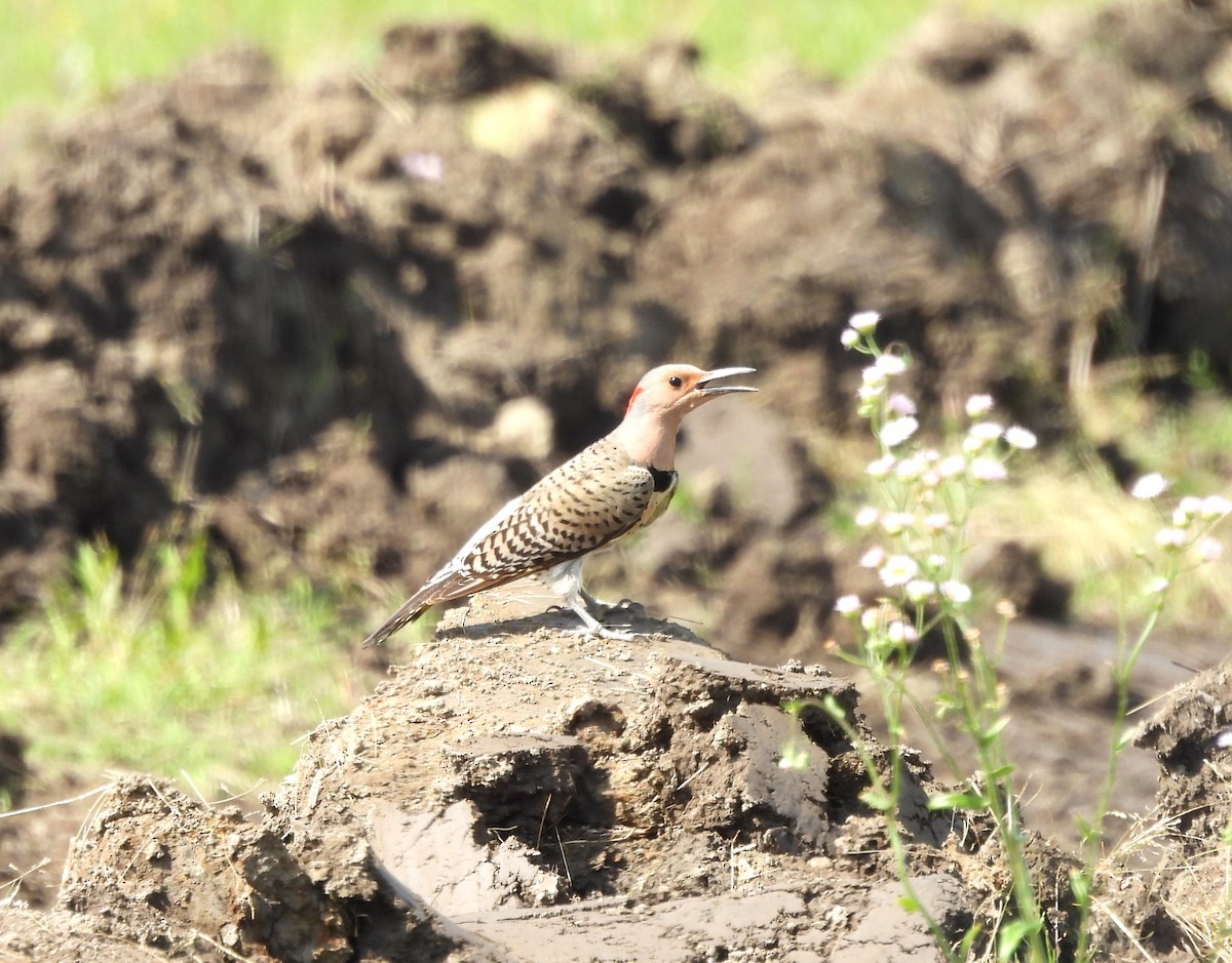 Northern Flicker - ML620141331