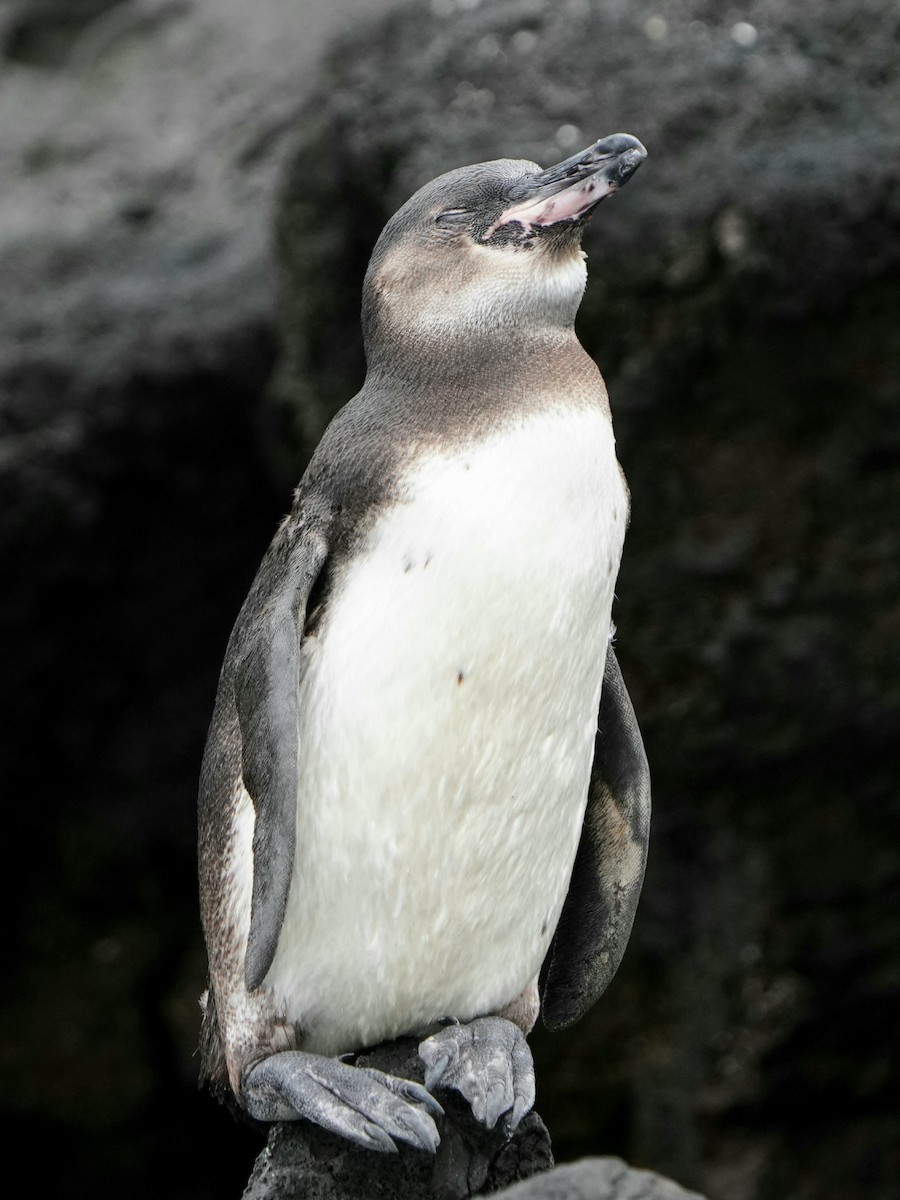 Pingüino de Galápagos - ML620141335