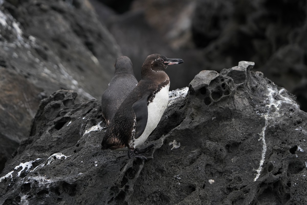 Galapagos Penguin - ML620141337