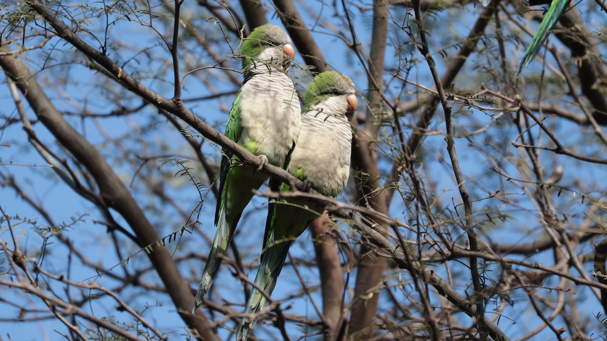 Monk Parakeet - ML620141338