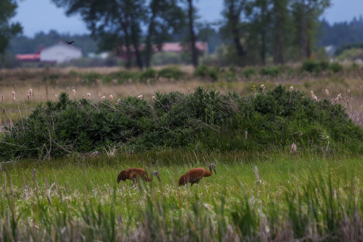 Sandhill Crane - ML620141340