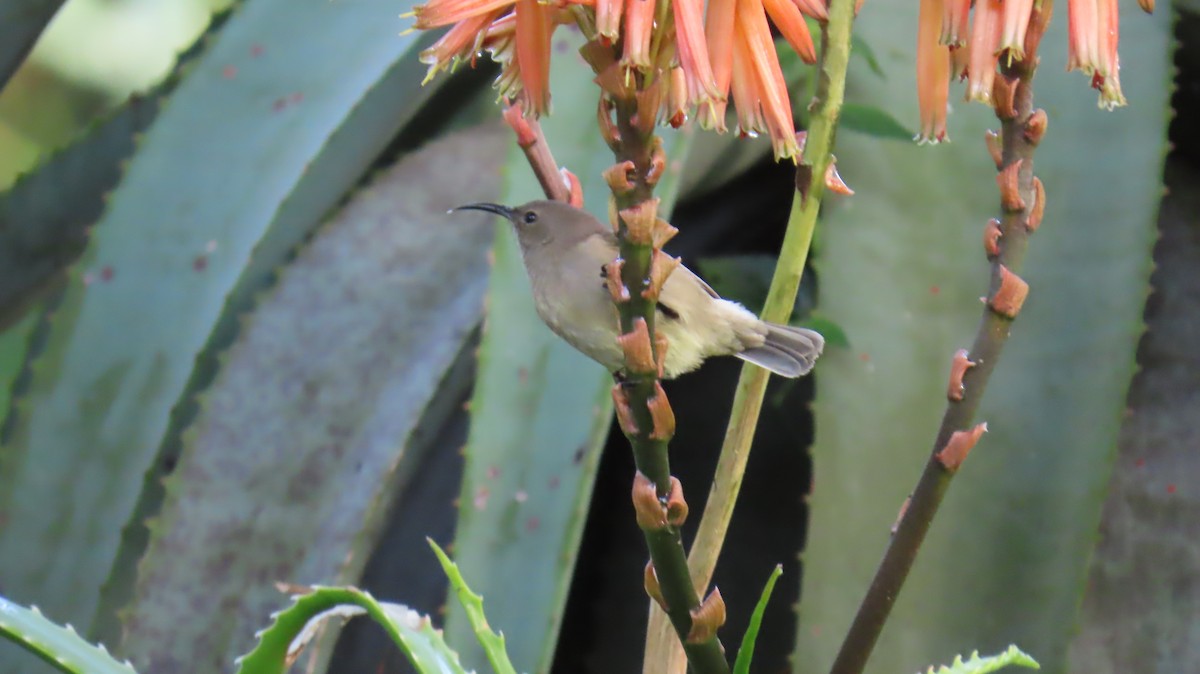 Southern Double-collared Sunbird - ML620141348