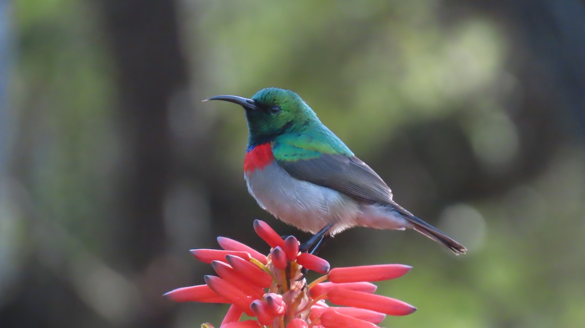 Southern Double-collared Sunbird - ML620141349